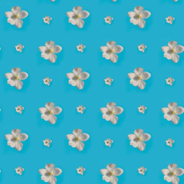Фотография Белый Цветок Синем Фоне — стоковое фото