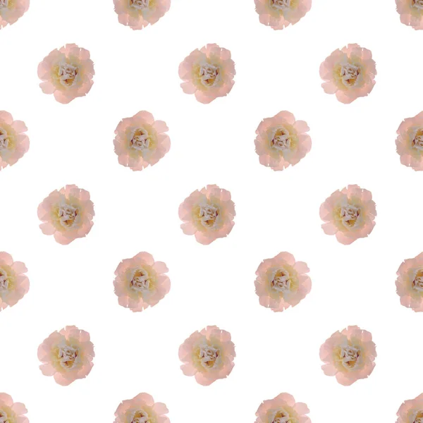 粉红花朵 白色背景 无缝花纹 — 图库照片