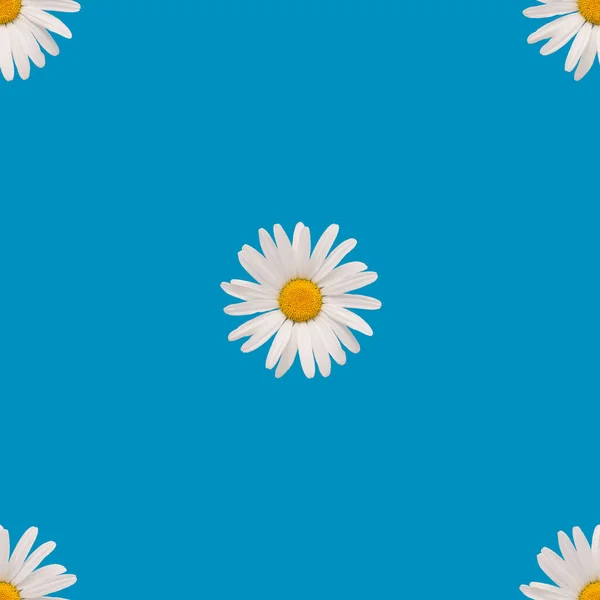 Бесшовный Узор Белый Цветок Синем Фоне — стоковое фото
