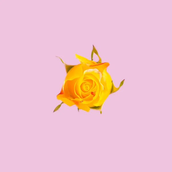 Foto Uma Rosa Amarela Fundo Rosa — Fotografia de Stock