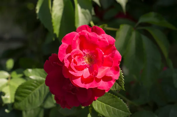 Róża Pączek Tle Liści — Zdjęcie stockowe
