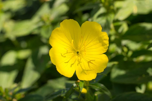 Flores Amarillas Sobre Fondo Vegetación — Foto de Stock