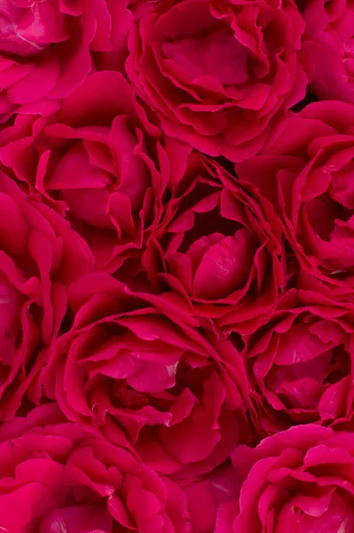 Fundo Uma Sombra Vermelha Cor Rosas — Fotografia de Stock