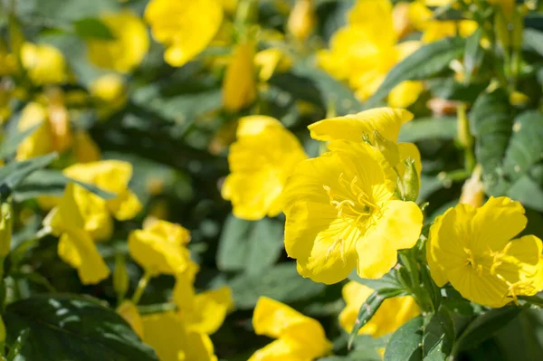 Flores Amarelas Contexto Vegetação — Fotografia de Stock