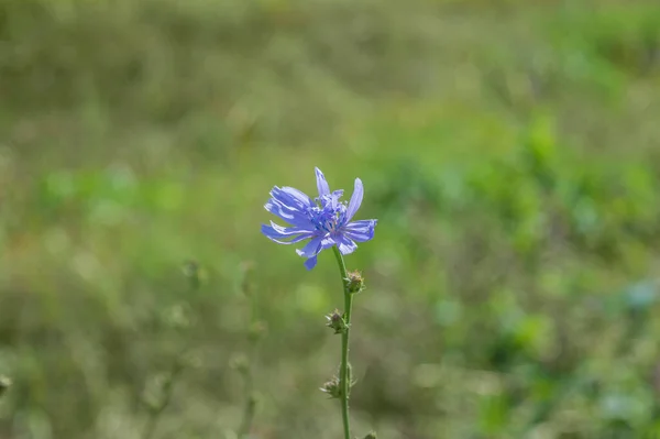 Pequena Flor Azul Fundo Verde — Fotografia de Stock