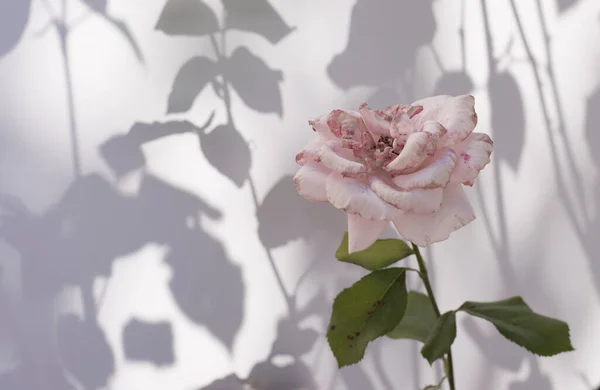 Rose Pâle Sur Fond Blanc Gris — Photo