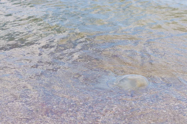 Stock image jellyfish in the water on the beach