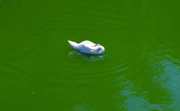 Cisne Branco Lago Verde — Fotografia de Stock