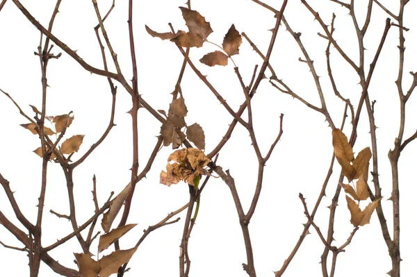 Beyaz Arkaplanda Kuru Gül Dalları — Stok fotoğraf