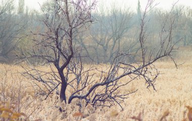 sazlıkların arkaplanındaki kuru ağaç