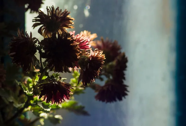 Bulanık Arkaplanda Sonbahar Çiçekleri — Stok fotoğraf