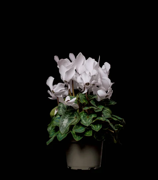 Plante Pot Sur Fond Noir — Photo