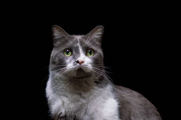 黒を背景にした白い猫 — ストック写真