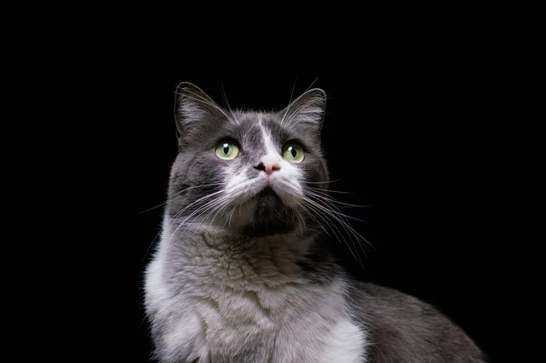 Сіро Білий Кіт Чорному Тлі — стокове фото