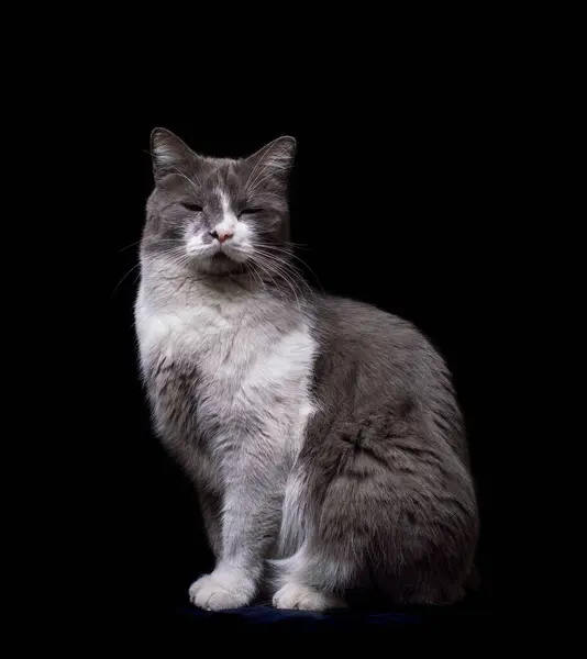 stock image gray-white cat on a black background