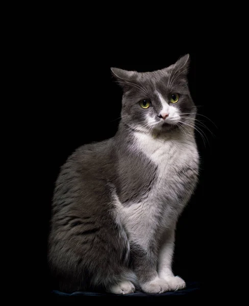 stock image gray-white cat on a black background