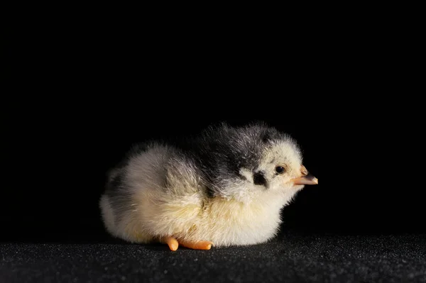 Mały Kurczak Czarnym Tle — Zdjęcie stockowe