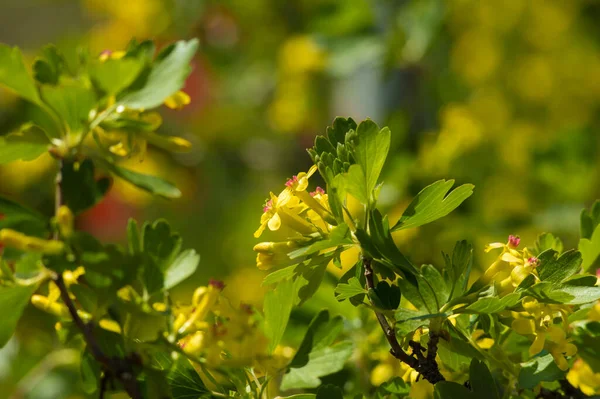 Bonito Pouco Flores Amarelas Fundo — Fotografia de Stock