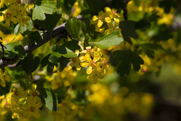 Bonito Pouco Flores Amarelas Fundo — Fotografia de Stock