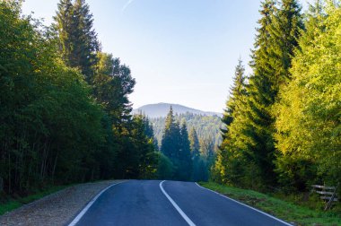 Ormanda asfalt yol fotoğrafı.