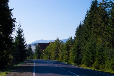 Ormanda asfalt yol fotoğrafı.