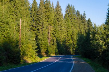 Ormanda asfalt yol fotoğrafı.