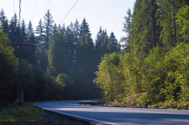 Ormanda asfalt yol fotoğrafı.