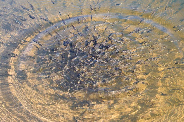 Флокка Мелкой Рыбы Прозрачной Воде — стоковое фото