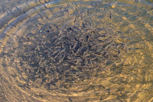在透明水中的一群小鱼 — 图库照片