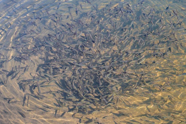 Flock Småfisk Ett Genomskinligt Vatten — Stockfoto