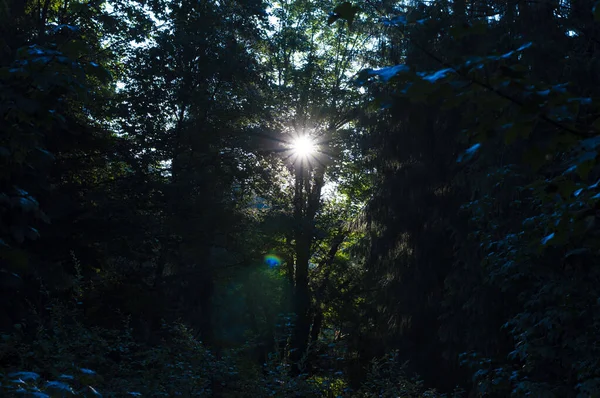 黎明的阳光穿过树叶的光芒 — 图库照片