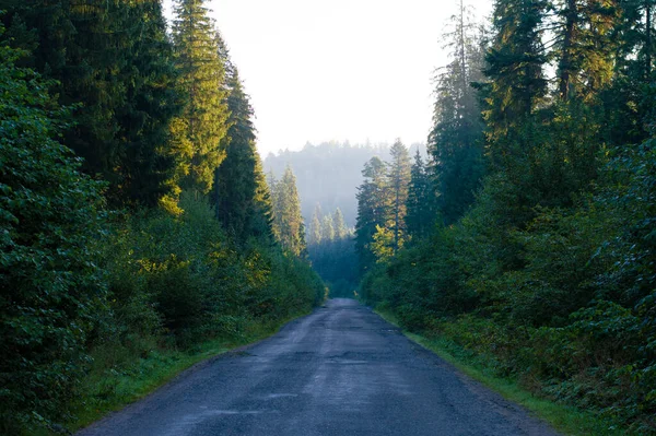 Фото Асфальтированная Дорога Лесу — стоковое фото