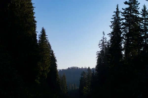 山地背景下的景观森林 — 图库照片