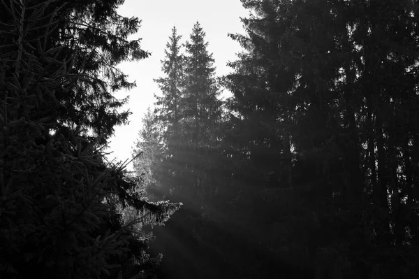 Rays Dawn Sun Trees — стоковое фото