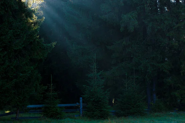 黎明的阳光穿过树林 — 图库照片