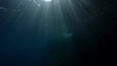 Yavaş çekim, birinci şahıs videosu Akdeniz 'de elleri suyun altında kürek çeken adamın yakın çekimi.