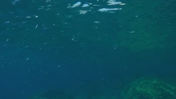 Pov Underwater Shot Man Swims Underwater Mediterranean Sea School Little — Stock Video