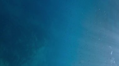 Küçük bir balık sürüsü, Akdeniz 'deki parlak güneş ışınlarıyla mavi su altında yüzer.