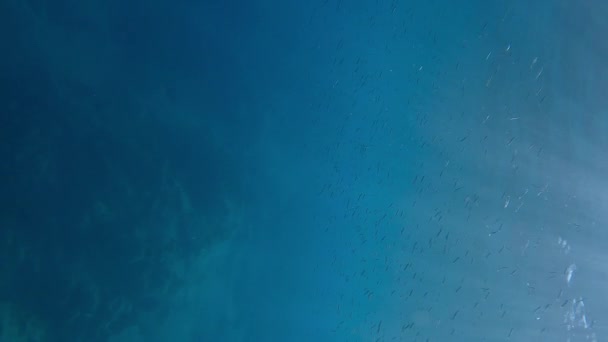 小さな魚の学校は地中海の明るい太陽の光線で水の青い表面の下で泳いでいる — ストック動画