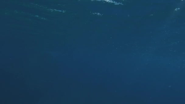 Pov水中撮影 地中海の海底で水中を泳いだ男が浮上して周りを見回す — ストック動画