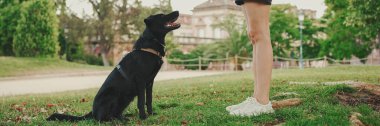 Siyah köpekli tatlı kız çimenlikteki ağacın altında dinleniyor. Mutlu köpek dışarıda yürümekten memnun olur. Açık havada hayvan eğitimi..