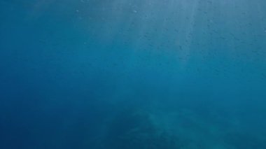 Akdeniz 'de parlak güneş ışınlarıyla mavi su altında yüzen küçük balık sürüsü