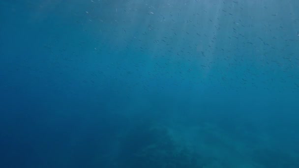 Schwarm Kleiner Fische Schwimmt Unter Blauer Wasseroberfläche Hellen Sonnenstrahlen Mittelmeer — Stockvideo