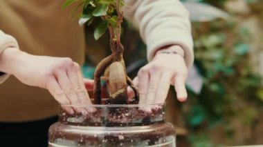 Erkek ellerinin yakın plan çekimi ev bitkisini sulandırarak yeni bir cam kaba yerleştirmesi, küçük bonsai nakli