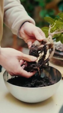 Dikey video, erkek eli küçük bonsai saksısını yenileyip yeni bir tencereye sulandırıyor, evde bahçe işleri yapıyor.