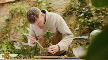Erkek bahçıvan yosunlu, sulu, bonsai peynirli teraryum yapıyor.
