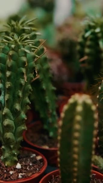 Domácí Zahradničení Malé Kaktusy — Stock video