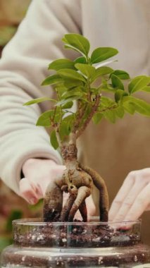 Erkek ellerinin yakın plan çekimi ev bitkisini sulandırarak yeni bir cam kaba yerleştirmesi, küçük bonsai nakli