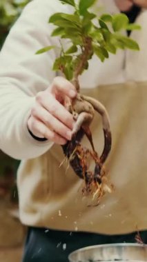 Erkek eller küçük bonsai saksısını değiştiriyor, yeni tencereye sulanıyor.