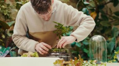 Güzel sulu, küçük bonsai, cam teraryumda yosun, ev bahçesi.